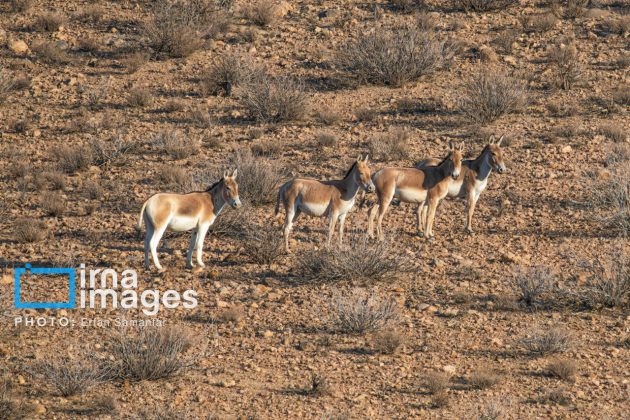 Persian onager: A unique species endangered by human activity