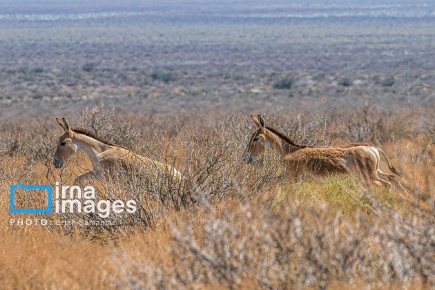 Persian onager: A unique species endangered by human activity