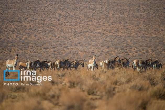 Persian onager: A unique species endangered by human activity