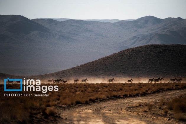 Persian onager: A unique species endangered by human activity