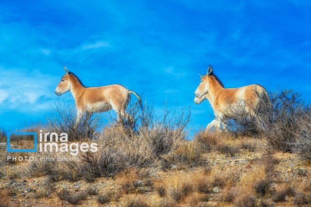 Persian onager: A unique species endangered by human activity