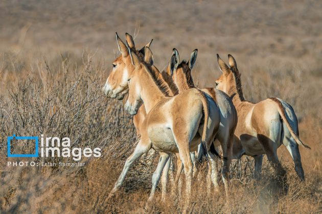 Persian onager: A unique species endangered by human activity