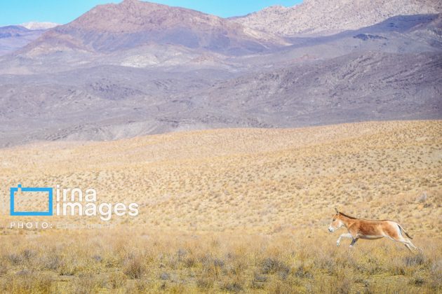 Persian onager: A unique species endangered by human activity