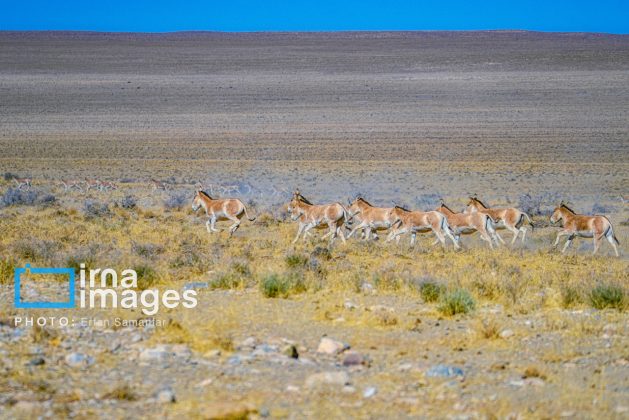 Persian onager: A unique species endangered by human activity