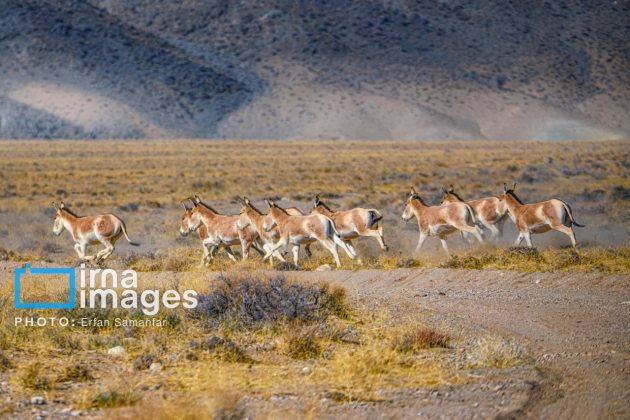 Persian onager: A unique species endangered by human activity