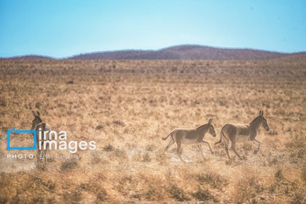 Persian onager: A unique species endangered by human activity