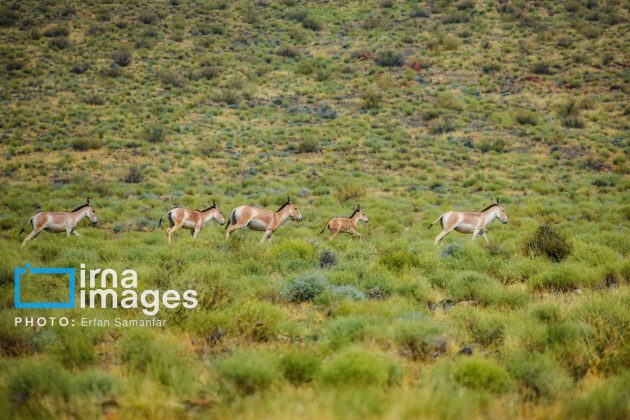 Persian onager: A unique species endangered by human activity