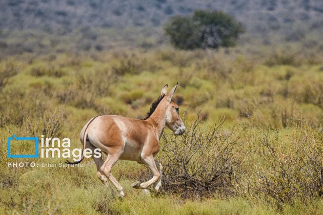 Persian onager: A unique species endangered by human activity