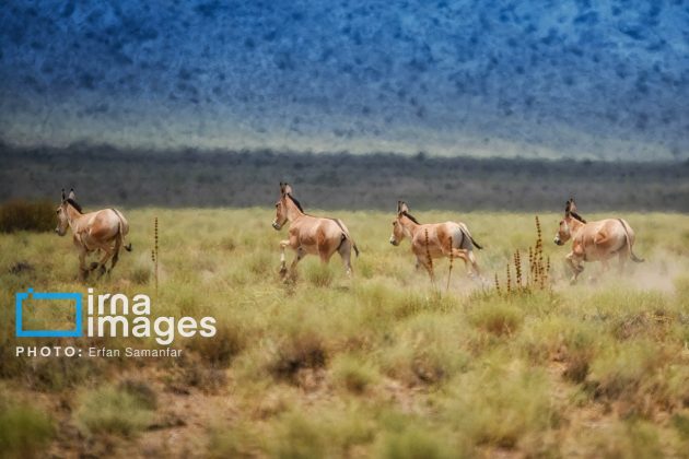 Persian onager: A unique species endangered by human activity