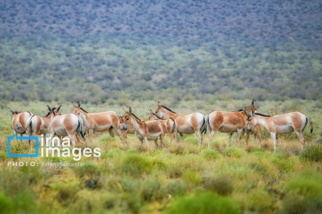 Persian onager: A unique species endangered by human activity