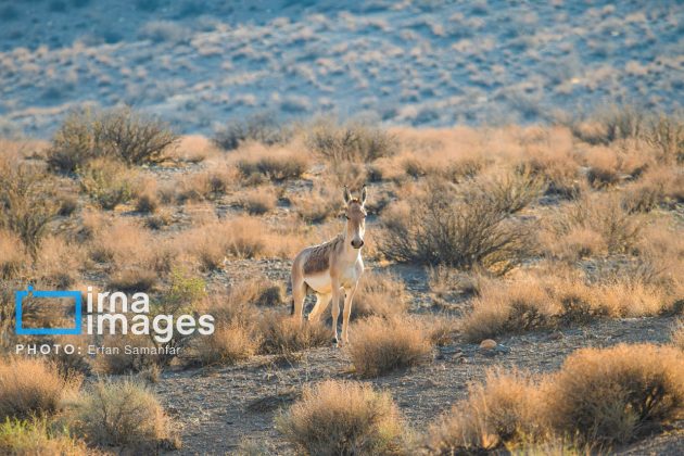 Persian onager: A unique species endangered by human activity