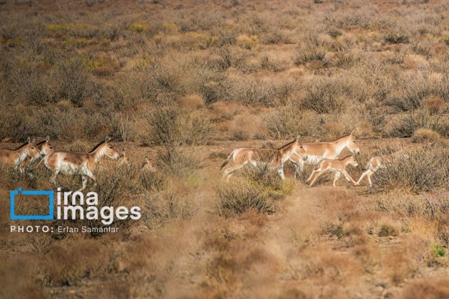 Persian onager: A unique species endangered by human activity