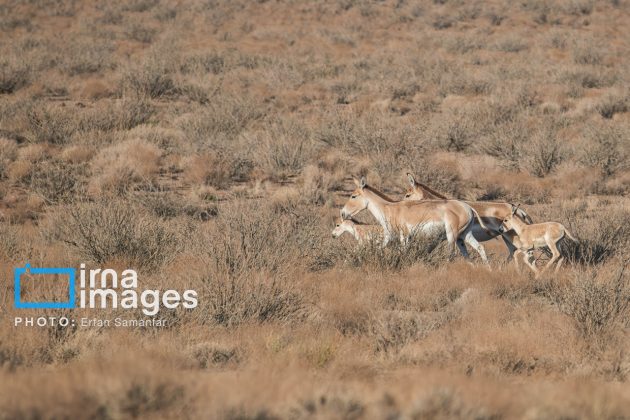 Persian onager: A unique species endangered by human activity