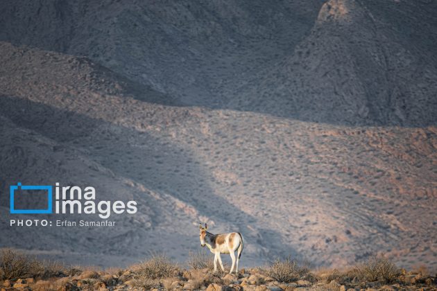 Persian onager: A unique species endangered by human activity