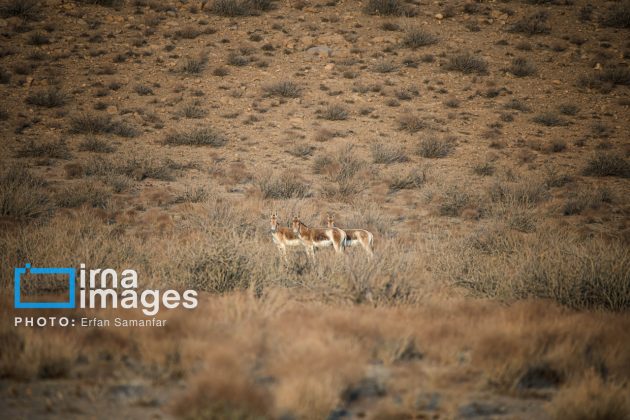 Persian onager: A unique species endangered by human activity