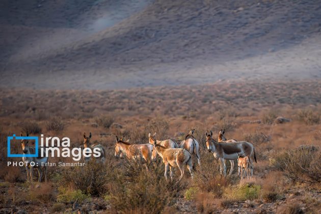 Persian onager: A unique species endangered by human activity