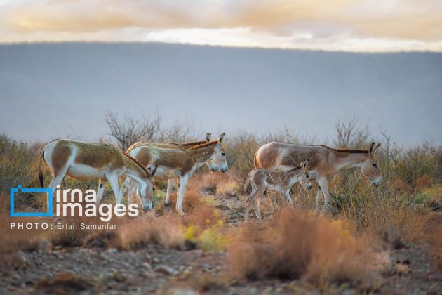 Persian onager: A unique species endangered by human activity