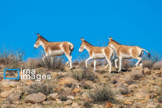 Persian onager: A unique species endangered by human activity