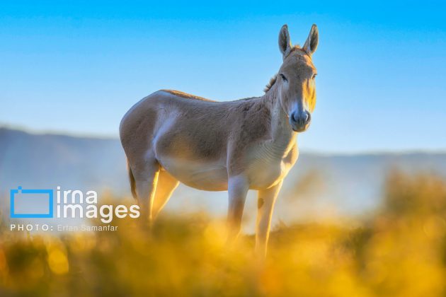 Persian onager: A unique species endangered by human activity