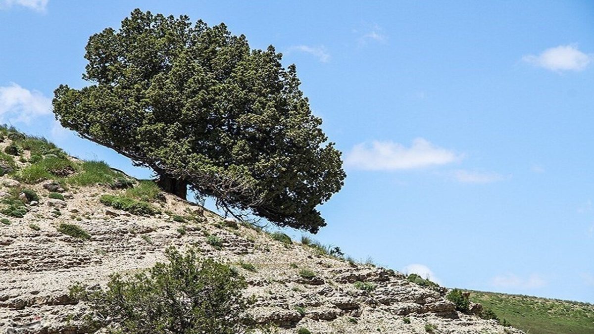 1,600-year-old juniper tree discovered in Iran’s West Azarbaijan province 1 1,600-year-old juniper tree discovered in Iran’s West Azarbaijan province