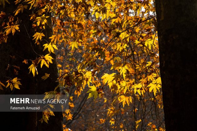 A symphony of autumn colors: Discover the enchanting Sa’dabad complex in Tehran