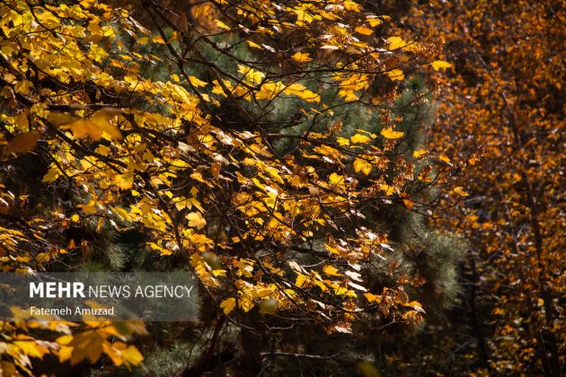 A symphony of autumn colors: Discover the enchanting Sa’dabad complex in Tehran