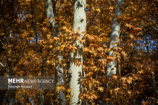 A symphony of autumn colors: Discover the enchanting Sa’dabad complex in Tehran