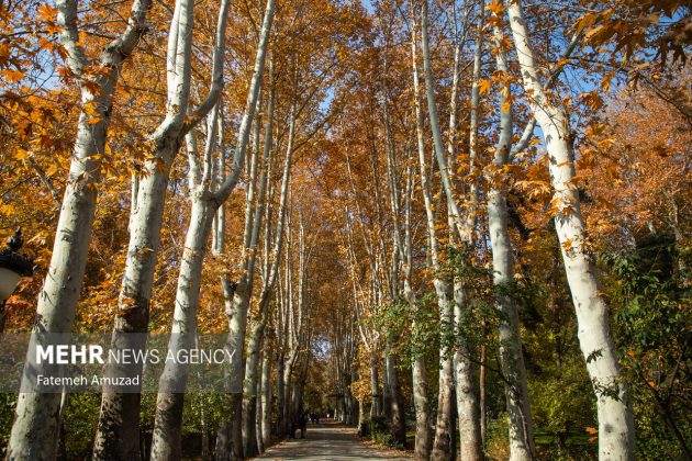 A symphony of autumn colors: Discover the enchanting Sa’dabad complex in Tehran