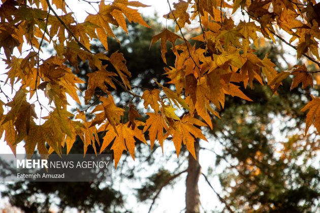 A symphony of autumn colors: Discover the enchanting Sa’dabad complex in Tehran