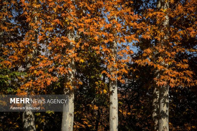 A symphony of autumn colors: Discover the enchanting Sa’dabad complex in Tehran