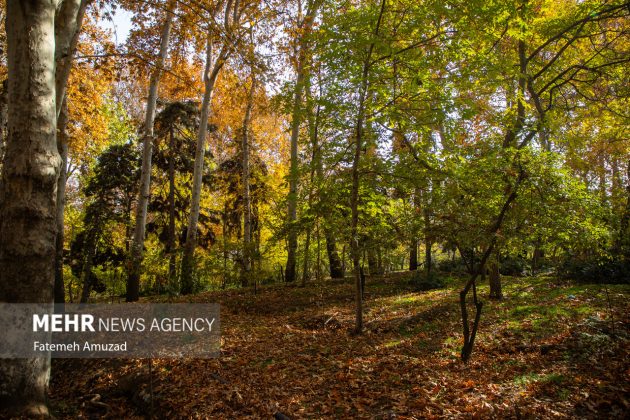 A symphony of autumn colors: Discover the enchanting Sa’dabad complex in Tehran