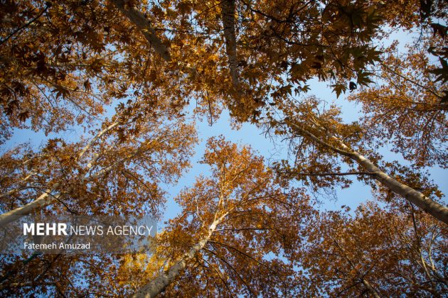 A symphony of autumn colors: Discover the enchanting Sa’dabad complex in Tehran