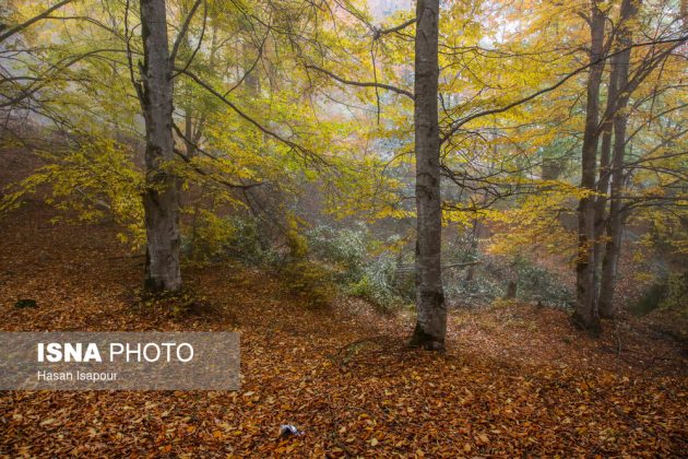 Embrace the enchanting autumn beauty of Farim Sahra forests in Iran’s Mazandaran