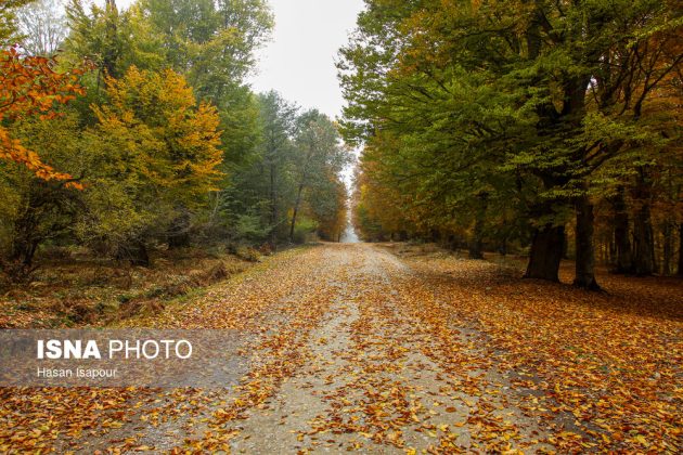 Embrace the enchanting autumn beauty of Farim Sahra forests in Iran’s Mazandaran