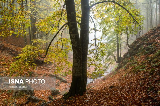 Embrace the enchanting autumn beauty of Farim Sahra forests in Iran’s Mazandaran