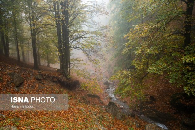 Embrace the enchanting autumn beauty of Farim Sahra forests in Iran’s Mazandaran