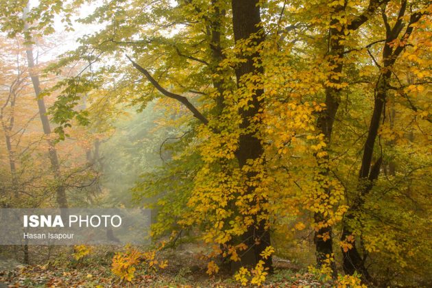 Embrace the enchanting autumn beauty of Farim Sahra forests in Iran’s Mazandaran