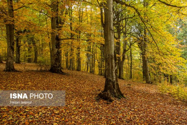 Embrace the enchanting autumn beauty of Farim Sahra forests in Iran’s Mazandaran