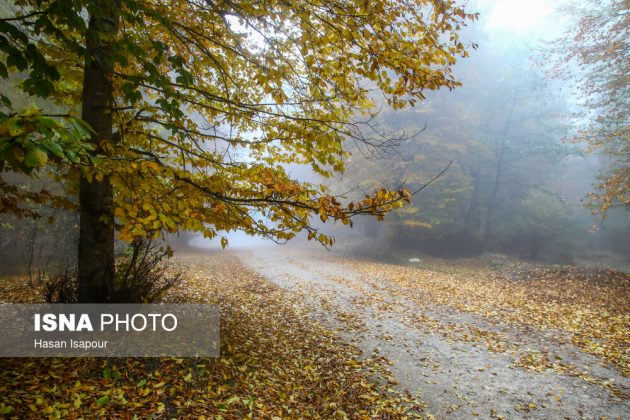 Embrace the enchanting autumn beauty of Farim Sahra forests in Iran’s Mazandaran