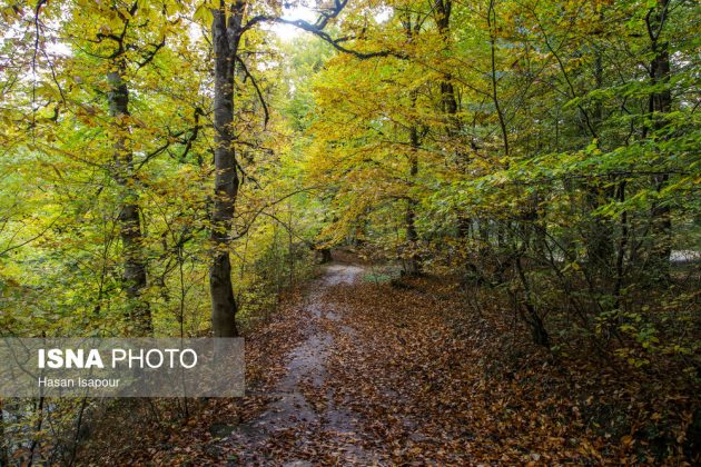 Embrace the enchanting autumn beauty of Farim Sahra forests in Iran’s Mazandaran