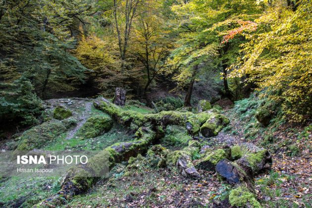 Embrace the enchanting autumn beauty of Farim Sahra forests in Iran’s Mazandaran