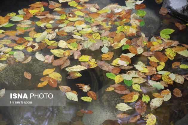 Embrace the enchanting autumn beauty of Farim Sahra forests in Iran’s Mazandaran