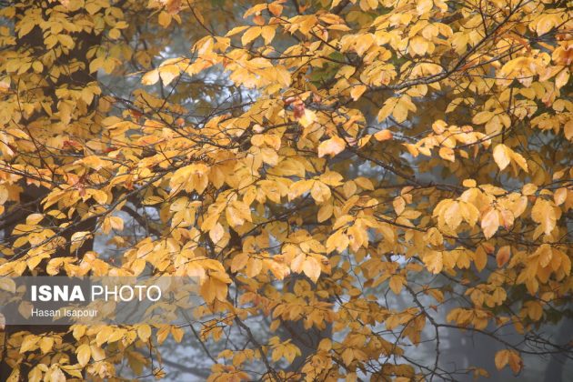 Embrace the enchanting autumn beauty of Farim Sahra forests in Iran’s Mazandaran