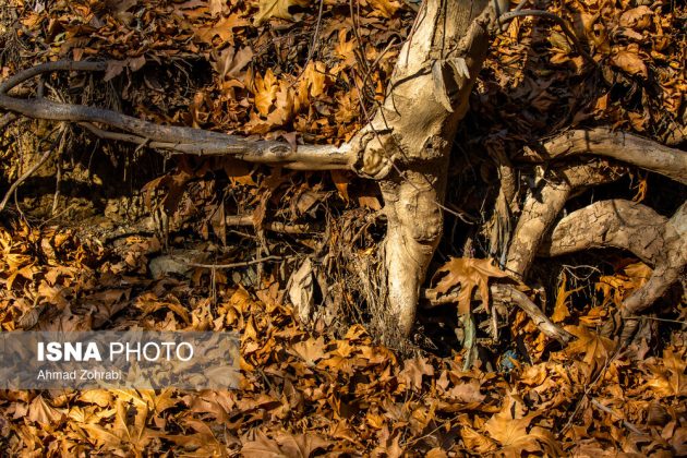 Captivating autumn scenery in Ghahan, Qom