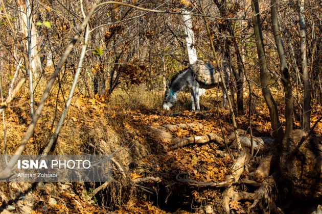 Captivating autumn scenery in Ghahan, Qom