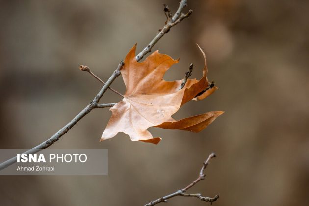 Captivating autumn scenery in Ghahan, Qom