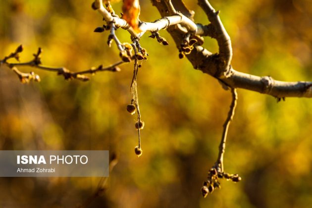 Captivating autumn scenery in Ghahan, Qom