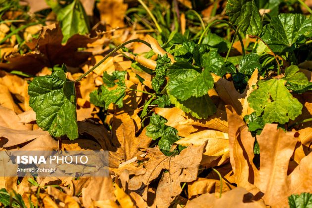 Captivating autumn scenery in Ghahan, Qom