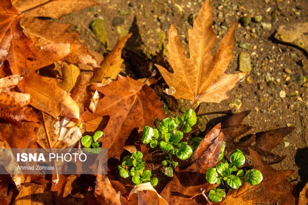 Captivating autumn scenery in Ghahan, Qom