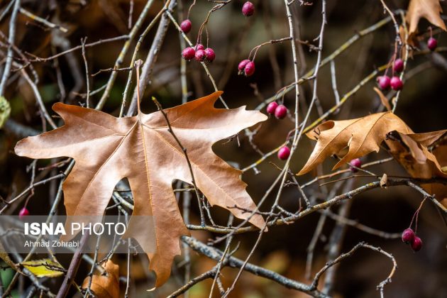 Captivating autumn scenery in Ghahan, Qom